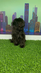 Black Mini Poodle For Sale In Dubai